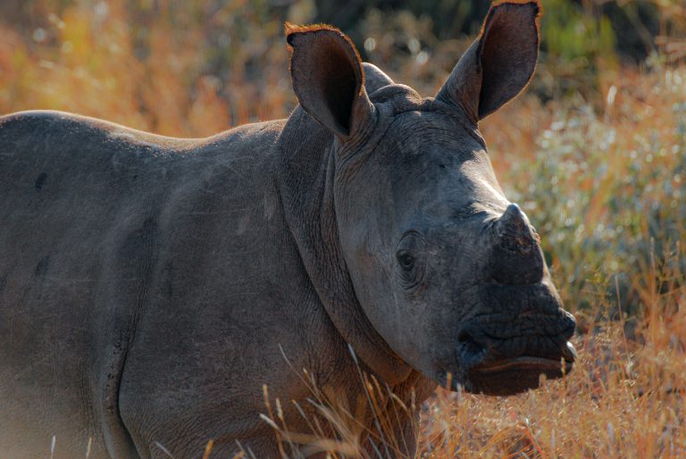 Photo by Etienne Nel - First